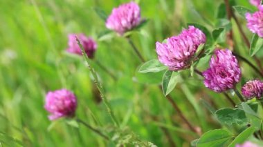 Güneşli yaz gününde pembe yonca çiçekleri.