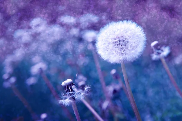 White dandelion isolated on blue. — Stock Photo, Image