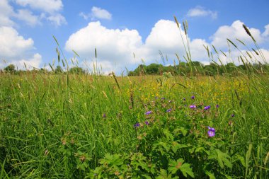 Yaz alan ve büyük bulutlar ile mavi gökyüzü.