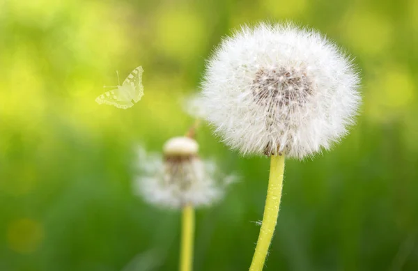 Macro tiro en flores de diente de león y mariposa . — Foto de Stock