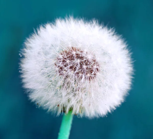 在蓝色上孤立蒲公英花的宏拍. — 图库照片