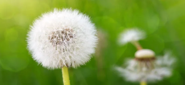 Macro tiro en flor de diente de león . —  Fotos de Stock