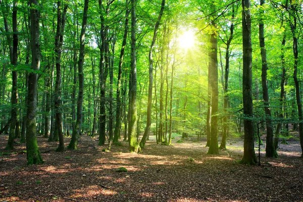 Güneş ışığıyla yaz ormanı.