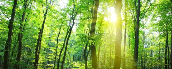 Letni las ze światłem słonecznym. — Zdjęcie stockowe