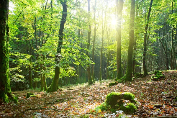 Forêt d'été avec lumière du soleil. — Photo