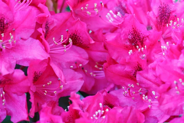 Roze Azalea's bloemen achtergrond. — Stockfoto