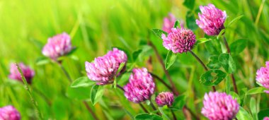 Güneşli yaz gününde pembe yonca çiçekleri.