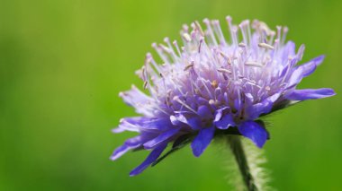 Mavi bir peygamber çiçeği yeşil izole makro.