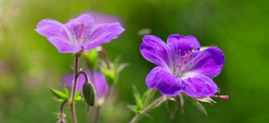Gün batımı ışık Sardunya çayır.