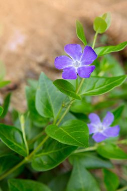 Makro çekim çim vahşi mavi çiçek.