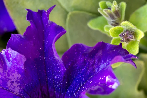 紫色的矮牵牛花和露珠在花瓣上的微距拍摄. — 图库照片