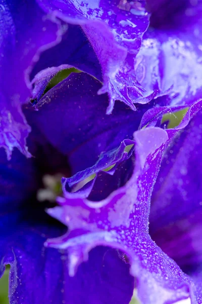 花びら上の紫のペチュニアの花と露で撮影マクロを削除します。. — ストック写真