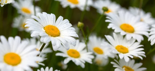White daisy background. — Stock Photo, Image