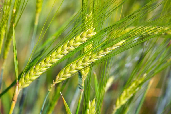 Fecho do campo de trigo verde para fundo . — Fotografia de Stock