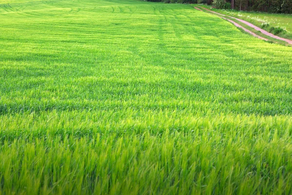 Pozadí z zelené gras a silnice. — Stock fotografie