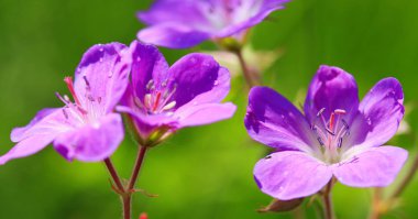 Gün batımı ışık Sardunya çayır.