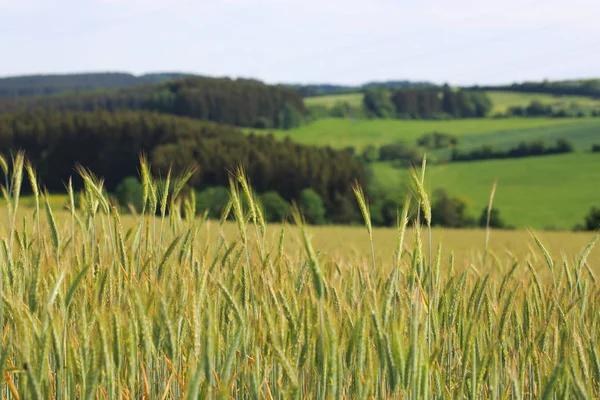 Campo de trigo verde para fundo. — Fotografia de Stock