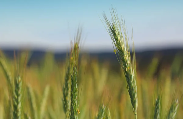 Closeup zelená pšenice . — Stock fotografie