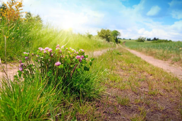 Pink clover flowers and sunset. — Stock Photo, Image