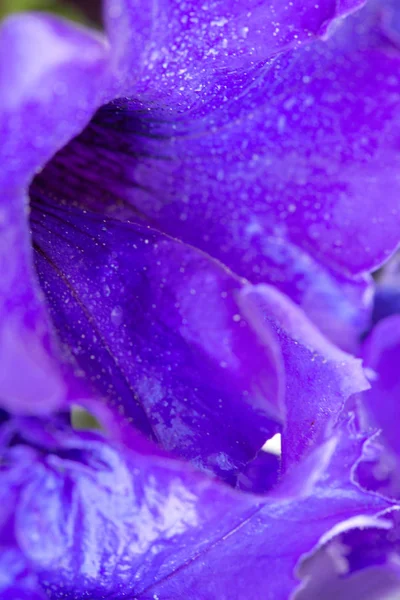Mor Petunya çiçek ve çiğ atış makro yaprakları üzerinde damla. — Stok fotoğraf