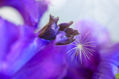 Makro mor Petunya çiçek ve karahindiba aynı vurdu.