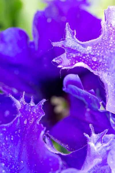 Makro snímek Petúnie fialový květ a Rosa kapky na okvětní lístky. — Stock fotografie