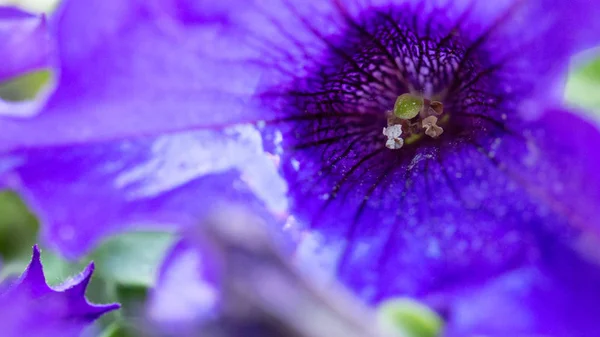 紫のペチュニアの花のマクロ撮影. — ストック写真