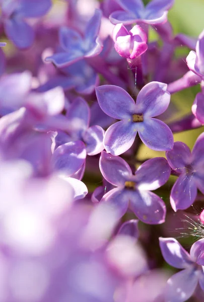 Bahar Günü Çiçek Açan Mor Lila Bush Kapatın Çiçekler Arka — Stok fotoğraf