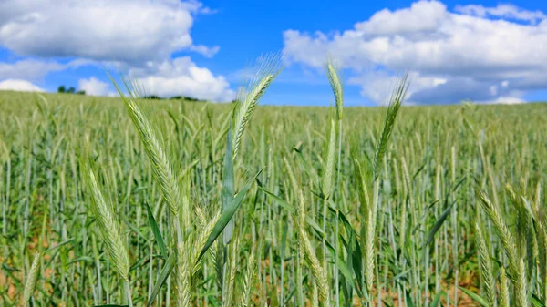 Campo de trigo verde e céu azul. — Fotografia de Stock