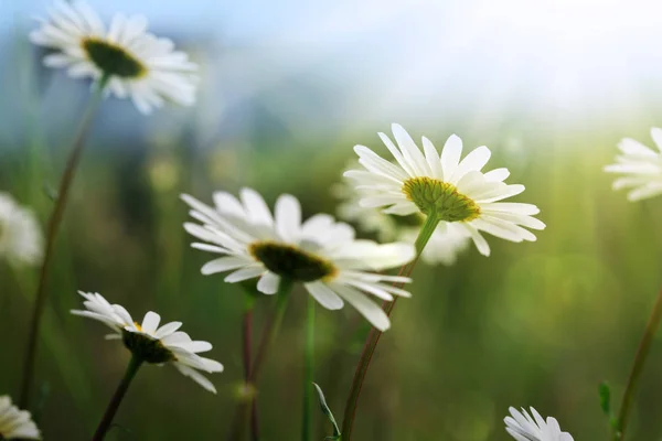 Macro Tiro de flores de margarita blanca en la luz del atardecer. — Foto de Stock