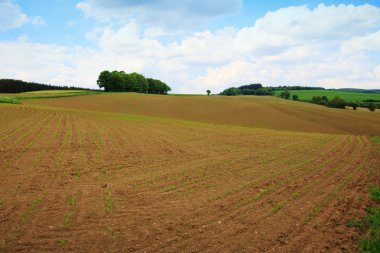 Kahverengi çiftçi alan mavi gökyüzü altında.