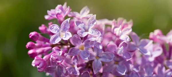 Close up of blossoming lilac isolated on green. — Stock Photo, Image