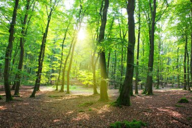 Güneş ışığıyla yaz ormanı.