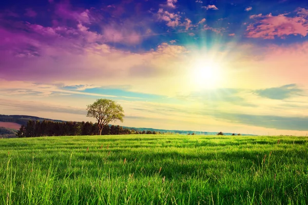 Uma Árvore Única Com Céu Colorido Pôr Sol Paisagem Verão — Fotografia de Stock