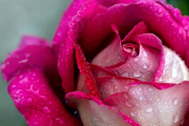 Su damlalı pembe beyaz gül. Tatil kartı.