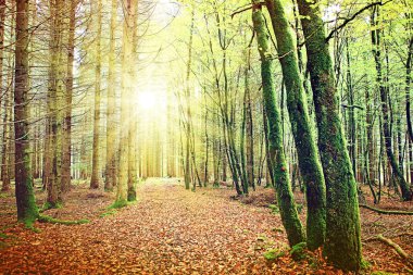 Güneş ışığı yeşil ormanın içinde. Yaz arka plan.