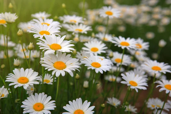 Field Fresh Camomiles Green Grass Summer Background — Stock Photo, Image