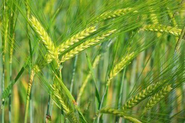 Genç buğday kulak closeup güneş ışığı altında. Portre, yeşil buğday alanın arka planı için.