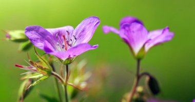 Bir yaz çayır üzerinde büyüyen vahşi sardunya çiçeği. Yaz arka plan.