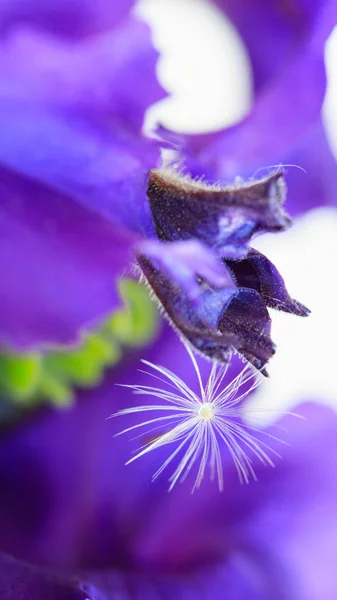 Purple petunia flower and dandelion same, macro shot.