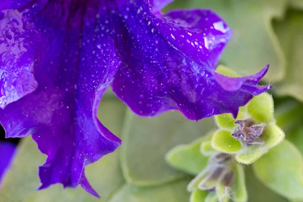 Фіолетова Квітка Петунії Водяні Пагони Макрозйомка — стокове фото