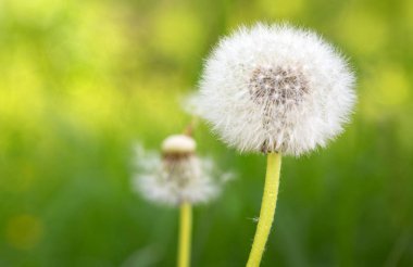 Çiçek açan beyaz karahindiba çiçeğini kapat. Çiçekler arka planda.
