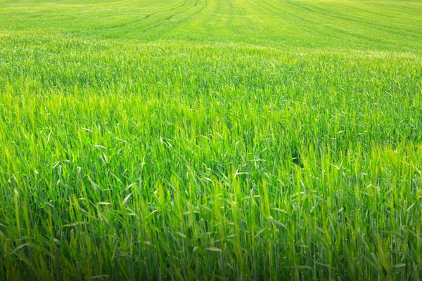 Gras Verdes Frescas Verão Natureza Fundo — Fotografia de Stock