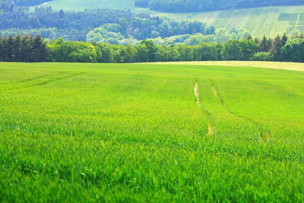 Odstíny Zelené Pšeničná Pole Krajinné Scény Traktorem — Stock fotografie