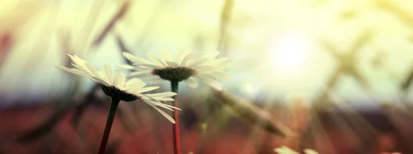 Zomer Achtergrond Witte Madeliefje Bloemen Bij Zonsondergang Licht — Stockfoto