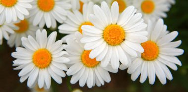 Yaz bahçesinde beyaz papatya şat..