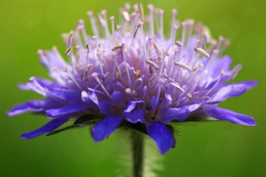 Makro çekim üzerinde yeşil arka plan izole mavi bir peygamber çiçeği.