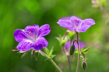 Bir yaz çayır üzerinde büyüyen vahşi sardunya çiçeği. Yaz arka plan.