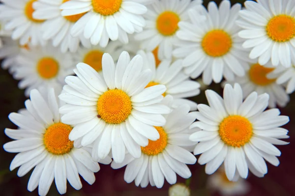 Yaz bahçesinde beyaz papatya şat..