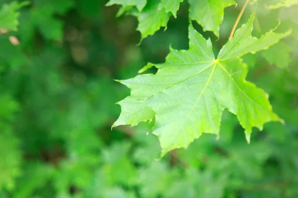 Große Ahornblätter Isoliert Auf Grün Natur Hintergrund — Stockfoto